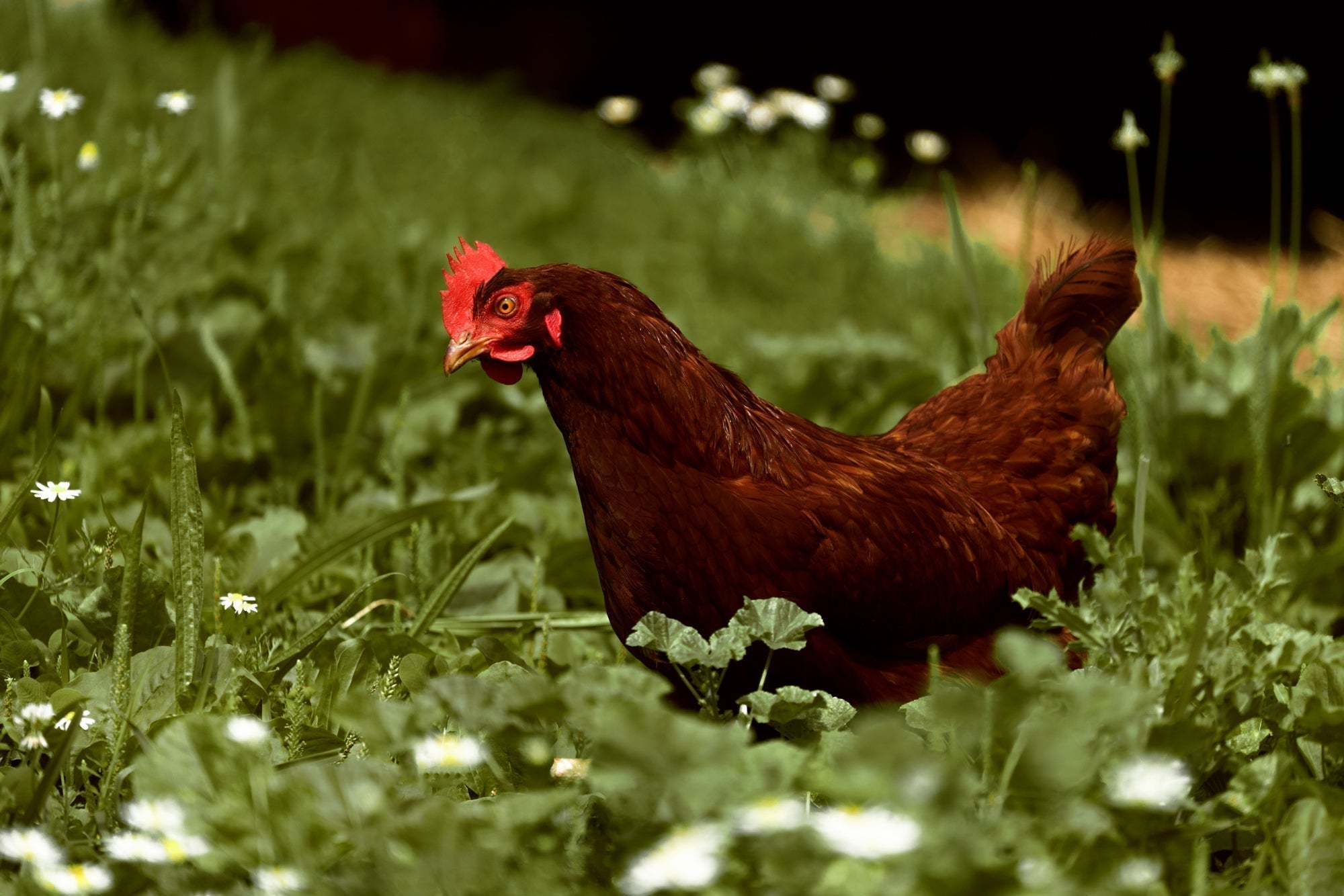 How Bone Broth Supports Your Winter-to-Spring Transition